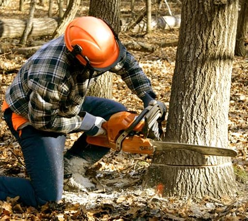 Tree Removal in Thompson Ridge, NY